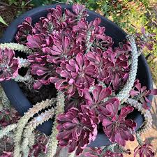 Image result for Monadenium pseudoracemosum