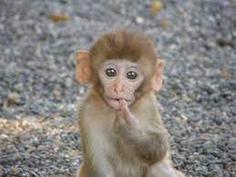 Rhesus Macaque Baby 3 Animals Pet Monkey Primates