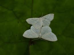 Identification of the small white butterfly, caterpillar, egg and chrysalis with information on its life cycle and how to prevent the caterpillars from eating brassica vegetables. Small White Butterfly Scopula Junctaria Bugguide Net