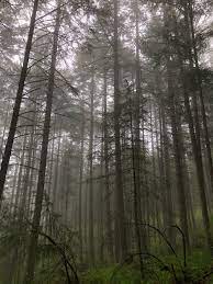 Find over 100+ of the best free aesthetic forest images. Aesthetic Forest Pictures Download Free Images On Unsplash