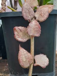 Image result for Ceropegia speciosa