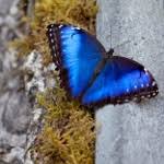 We did not find results for: What S The Meaning Of A Blue Butterfly And What Does It Signify Mysticurious