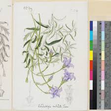 Image result for Wahlenbergia undulata