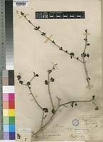 Image result for Coptosperma zygoon