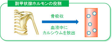 「フォルテオ」の画像検索結果