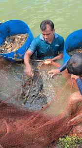 এস পি এফ গলদা চিংড়ি চাষে সফলতা, ব্যর্থতা এবং ২০২৬ সালের চাষ পরিকল্পনা  নিয়ে আলোচনা #spfগলদা #viralreels #AquacultureTips #shrimpfarmingbd |  Sanker Panday | Facebook
