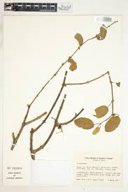 Image result for Pseudobersama