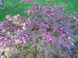 They are an elegant looking tree, with soft, delicate looking leaves that can add dimensionality to your yard. Japanese Maple Disease Ubc Botanical Garden Forums