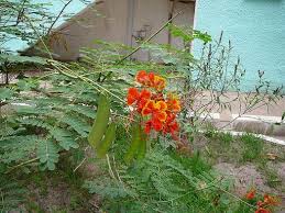 Image result for Buchnera pulcherrima