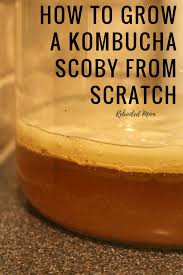 how to grow a kombucha scoby from