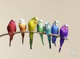 Types Of Birds You Can Have As Pets Rainbow Row Of Budgies Sat On A Branch Photographic Print Walker And Walker Art Com Types Of Pet Birds Pet Birds Beautiful Birds