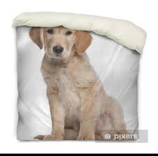 Golden Retriever Puppy 2 Months Old Sitting Duvet Cover Pixers We Live To Change