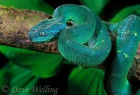 Trimeresurus trigonocephalus, endemic to sri lanka. 489004001 A Captive African Bush Viper Viper Atheris Lays Coiled On A Tree Limb Sensing The Environment With Its Tongue Sp African Bush Viper Pit Viper Viper