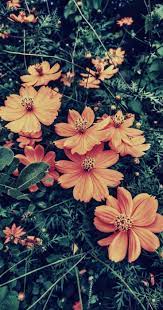 Pin By Jennifer Christian On Wallpapers In 2021 Vintage Floral Backgrounds Floral Wallpaper Iphone Wallpaper
