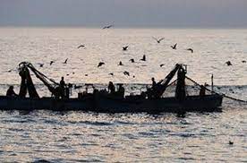 صور لبروفات نقل المومياوات الملكية حول مسلة ميدان التحرير اليوم السابع marine life wwf save our oceans