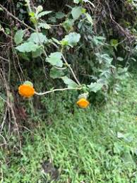 Image result for Crassocephalum vitellinum