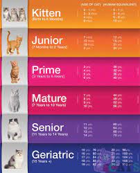 How do cat years correlate to human years? How Old Is My Cat In Cat Years Cat Age Calculator And Chart