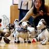 Story image for pet news articles from Asahi Shimbun