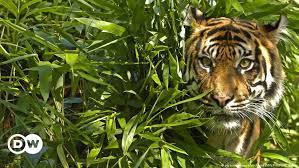 Home » penyakit dan kelainan » 27 penyakit paling mematikan di dunia. Harimau Ramah Yang Berkeliaran Di Desa Malaysia Akhirnya Mati Karena Sakit Dunia Informasi Terkini Dari Berbagai Penjuru Dunia Dw 23 07 2019