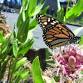The Journey of the Monarch Butterflies in the Learning Garden