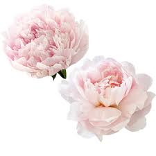 White Peony Flowers Small Fresh Simple Decoration White Peony Small Fresh Photoshop Flowers Flower Png Images Pink Watercolor Flower