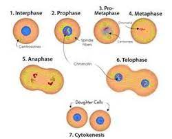 Basic Stages Of Mitosis Diagram Bing Images Mitosis Daughter Cells Cell Cycle