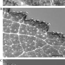 Image result for Stenostelma corniculatum