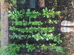 To up your excitement, make it a fun family activity! 5 Steps To Start Your Climate Victory Garden Green America