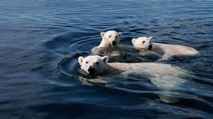 Insa atunci cand sunt doar niste pui acestia starnesc colectie gratuita de poze cu ursi polari. Ursul Polar National Geographic Pentru ToÈi Oriunde
