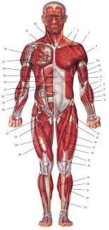 Picture Of Muscular System Muscular System Body Muscle Anatomy Human Body Muscles