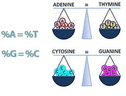 A dna segment that allows a region of dna to be transcribed. Chapter 8 From Dna To Protein R E C H S Biology