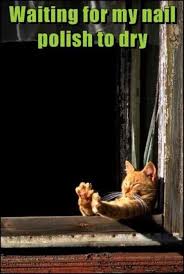 37 Absolutely Hilarious Animal Pictures The Funny Beaver Funny Animal Pictures Cats Funny Animals