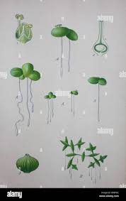 Image result for Lemna minor