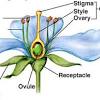The stamen produces the pollen. 1