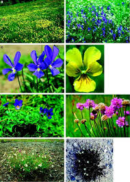 Image result for Haumaniastrum katangense