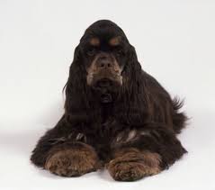 Brown American Cocker Spaniel Black And White Brown American Cocker Spaniel Lying Down American Cocker Spaniel Cocker Spaniel Spaniel Puppies