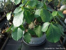 Image result for Pseudobombax