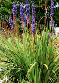 Image result for Aristea