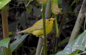 De sur a norte: un breve ensayo sobre las aves migratorias
