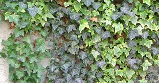 Keep english ivy houseplants moist in the winter. Hedera Helix English Ivy Pictures And Information