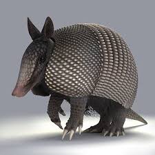 Http Preview Turbosquid Com Preview Content 2009 08 25 02 09 07 2 Jpg1c618ddd A859 4495 B78f Ea59df1a2fbflarger Jpg Armadillo Animal Armadillo Animals