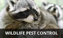Wildlife Management | NW Pest Control | Squirrels Racoons Rodents