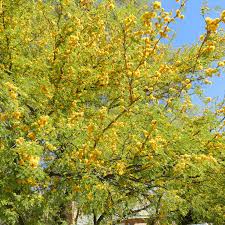 Image result for Acacia