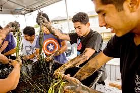 Why volunteers spent a day transplanting eelgrass in Newport Bay