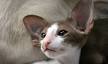 Oriental Kittens and Cats for sale | Cataristocrat Cattery