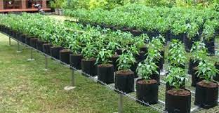 Untuk menanam tanaman menggunakan polybag setidaknya ada 2 langkah yang harus dilakukan. 10 Kunci Sukses Budidaya Cabe Dalam Polybag Baca Disini