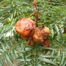 Image result for Erythrophysa