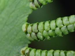 Image result for Lygodium microphyllum