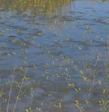 Image result for Utricularia stellaris