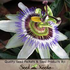 Passion Flower Royal Blue Passiflora Caerulea Blue Passion Flower Passiflora Caerulea Passion Flower